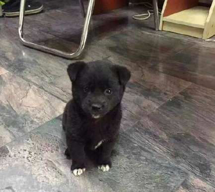 老太报警称有只恶犬 警方到场发现恶犬竟是