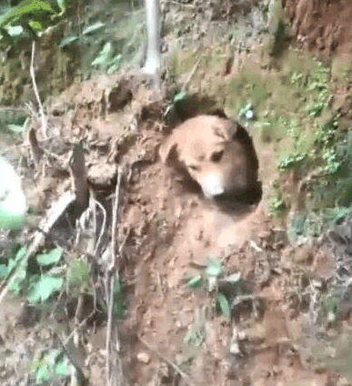 狗狗自己刨洞消夏避暑主人一天都没找到网民:五百年了,西天取经人还没有到吗