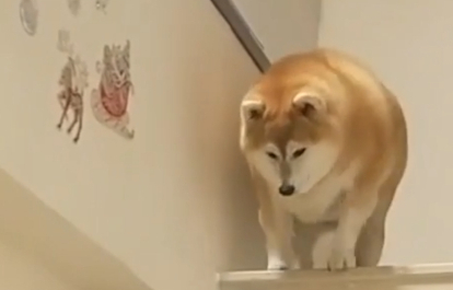 柴犬胖得下楼梯都困难,一蹦一蹦太可爱了,像个小炮弹