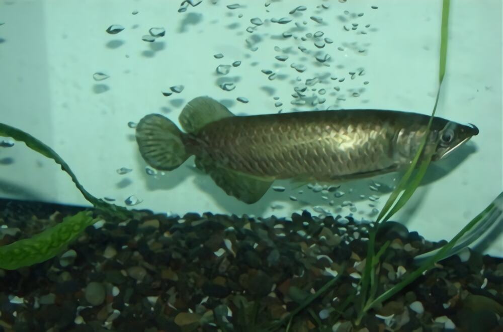 澳洲星点龙身份信息