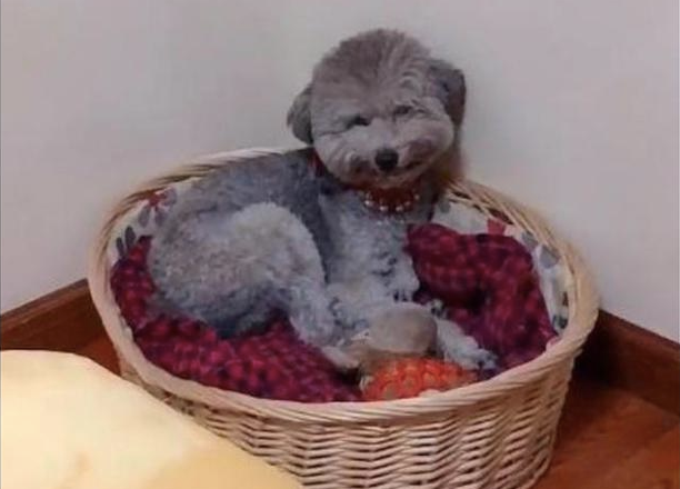 网民给贵宾犬吃完个番茄,它躲在窝内悄悄笑,有那么美味吗?
