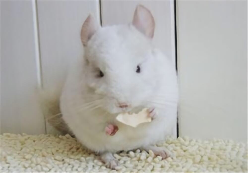 粉白龙猫身份信息