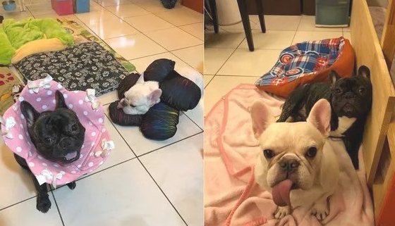 斗牛犬凭着一条不知道从哪租来的舌头,提前准备刚开始C位出道了?
