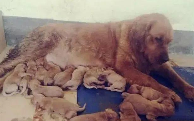 金毛怀孕做了准妈妈,女主人激动不已,生下狗崽后她却瞬间傻了眼