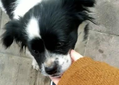 捡了只流浪犬,带回去后被老人说:养这类狗狗简直晦气,别养了