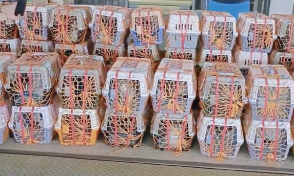 宠物店老板带37只猫狗跨省搬家,花费4万,大爱啊!