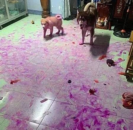 狗主人家下班了回到家,瞬间觉得血压升高:家里养狗子想立刻送出去!