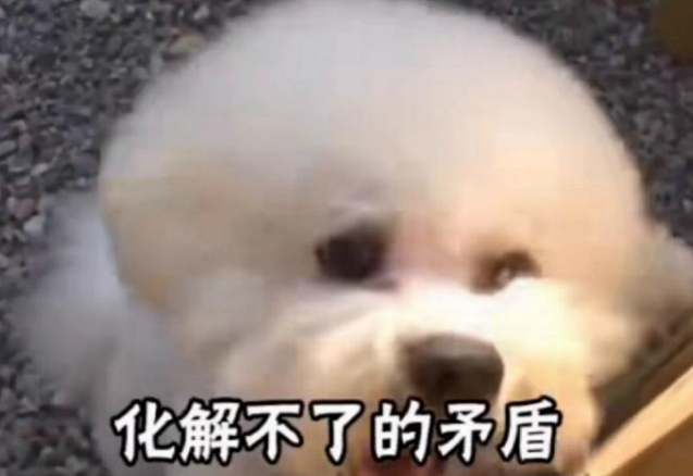亲兄弟狗狗反目成仇,原因是2只母狗爱上哥哥,弟弟因爱生恨