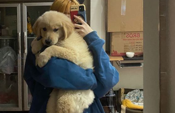 主人对金毛特好，它想出去玩随时随地都可以，狗：应当的