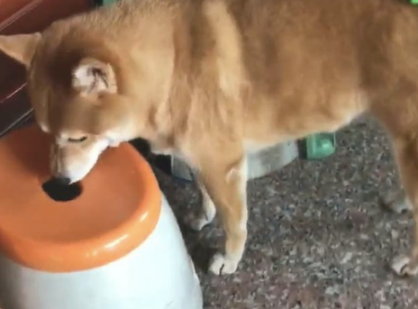 主人把玩具偷放到柴犬的小尾巴上,它还四处去找:刚刚仍在这的啊!