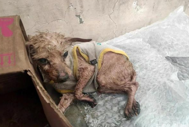 大雨中被淋湿的流浪狗,身上还穿着小衣服,它也曾是谁的宝贝吧