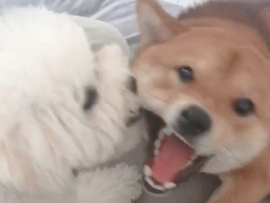 把泰迪交到柴犬,回家见到这幕主人笑喷,柴犬:来人啊!耍流氓啦