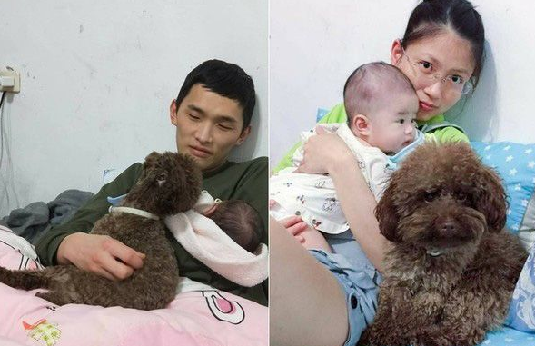 超级弟控贵宾犬 不容许任何人欺负弟弟