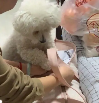 女孩收拾包裹要离家,狗狗的反应让人动容:它其实什么都懂