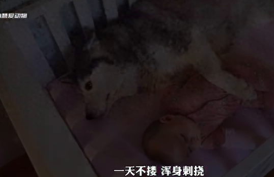 狗狗竟然会主动照顾小宝宝,简直太懂事了!||你见过如此...