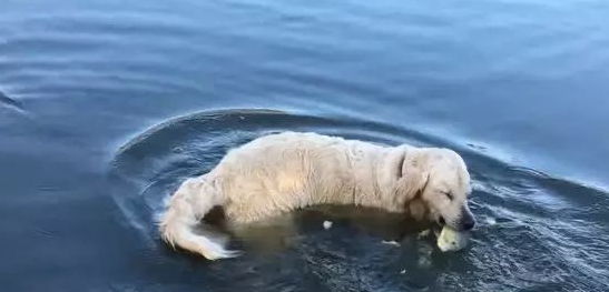 自力更生 | 黄金猎犬用面包屑当饵 不只钓鱼还钓乌龟