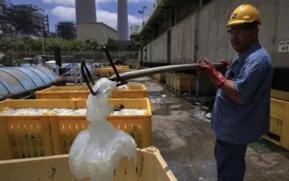 鲱鱼放屁致两国对立?牛顿的狗差点让物理学倒退?盘点6个动物导致的误会