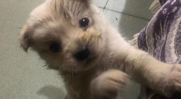 小伙子下班道上被小奶狗碰瓷党,狗狗:你没带我走,我不松嘴