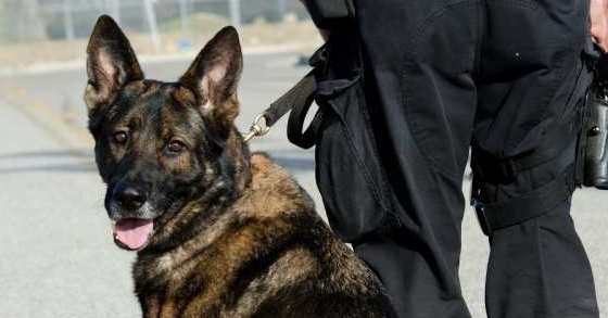 警犬街头撒娇卖萌,不想干活,网友:谁还不是个宝宝咋地