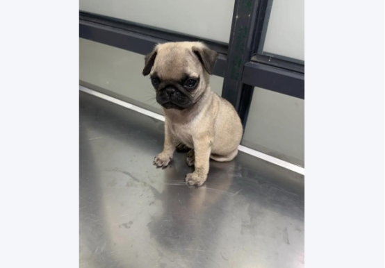 “星期狗”官司判了，宠物店“退一赔三”！