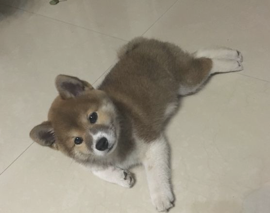 柴犬家里烦闷,它忙里偷闲科学研究起“体操”,狗:主题活动骨筋!