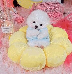 小狗狗被打扮成公主，乖乖躺在萌窝里，心已经被狗萌化！