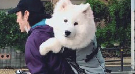 小伙骑自行车还身背萨摩耶,狗狗:是个大头娃娃