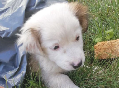 漂泊小奶狗被当废弃物丢在草地上，见到小家伙的样子，女生心痛坏掉