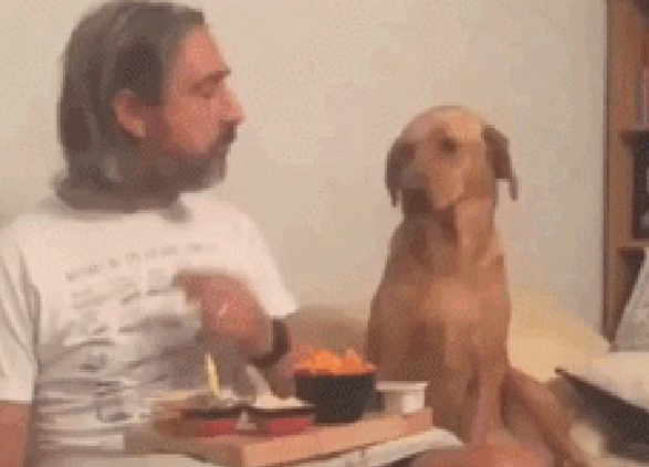 狗狗盯住网友用餐，主人一转头它立刻扭过头去装作不在乎，戏精呀