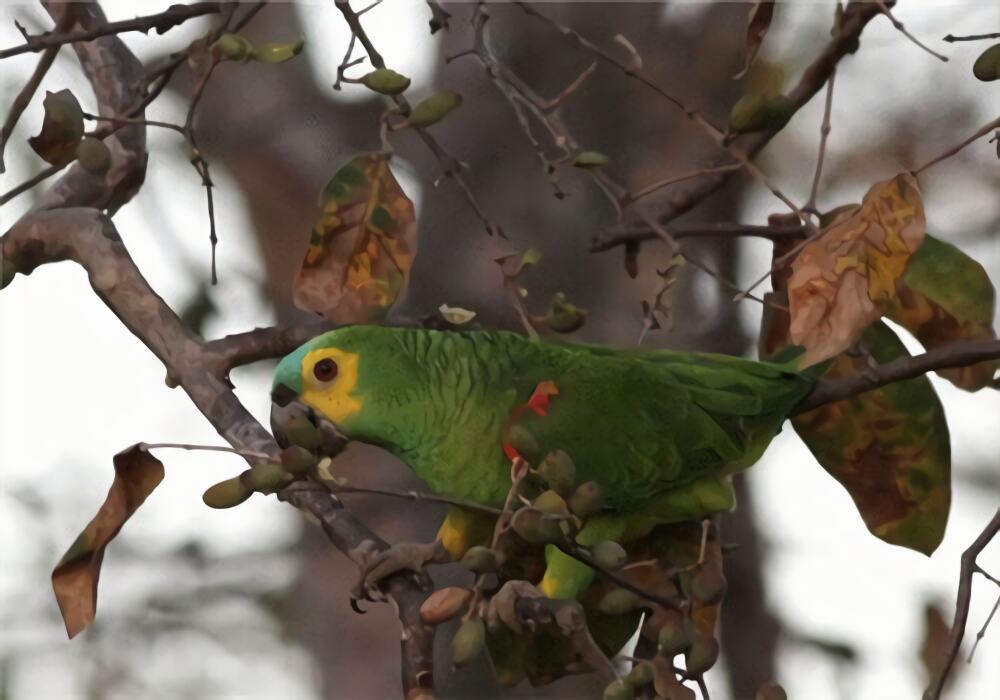 蓝顶亚马逊鹦鹉身份信息