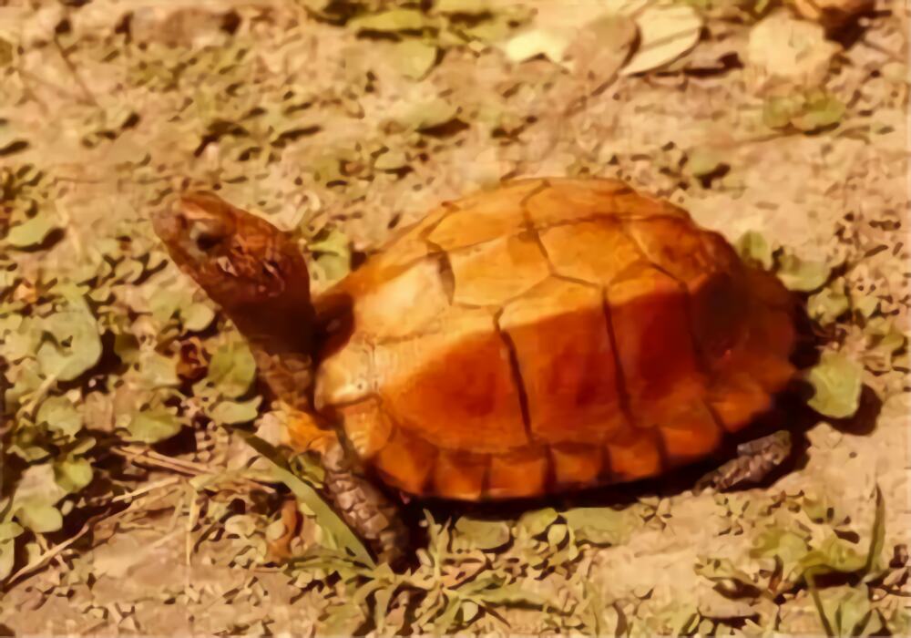 锯缘摄龟身份信息