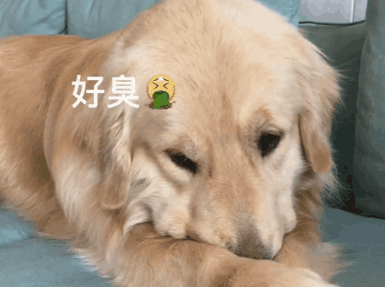天哪!我的麻麻竟然在我面前吃“屎”?金毛:滂凑!熏死狗了,赶紧拿走!