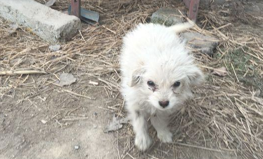 女生喂流浪狗个包子后,小家伙足足跟了她两里地,回过头那一刻好辛酸