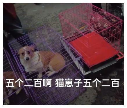 800元的柴犬、500元的布偶猫,我来到了宠物们的“人间炼狱”