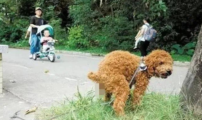拍了拍“铲屎官”:文明养犬你们准备好了吗?