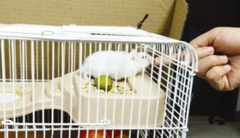 仓鼠咬伤后要注射狂犬疫苗吗?福州多名孩子被仓鼠咬伤