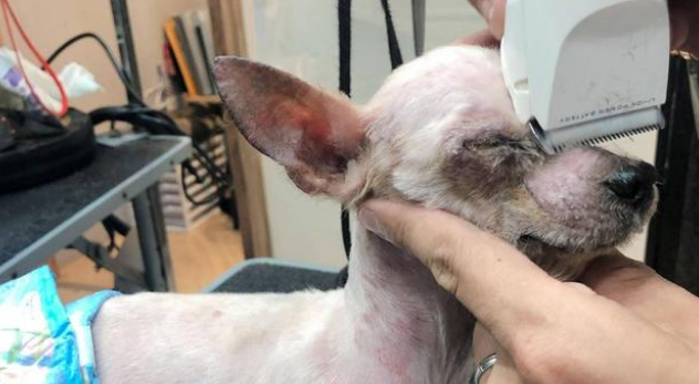 主人生娃后丢弃养了9年狗狗，好心人收养后发现是超美狗狗