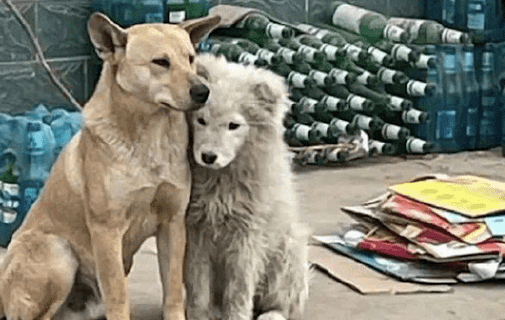 萨摩靠在田园犬的身上,好像是落难公主遇见了民间的骑士精神小伙