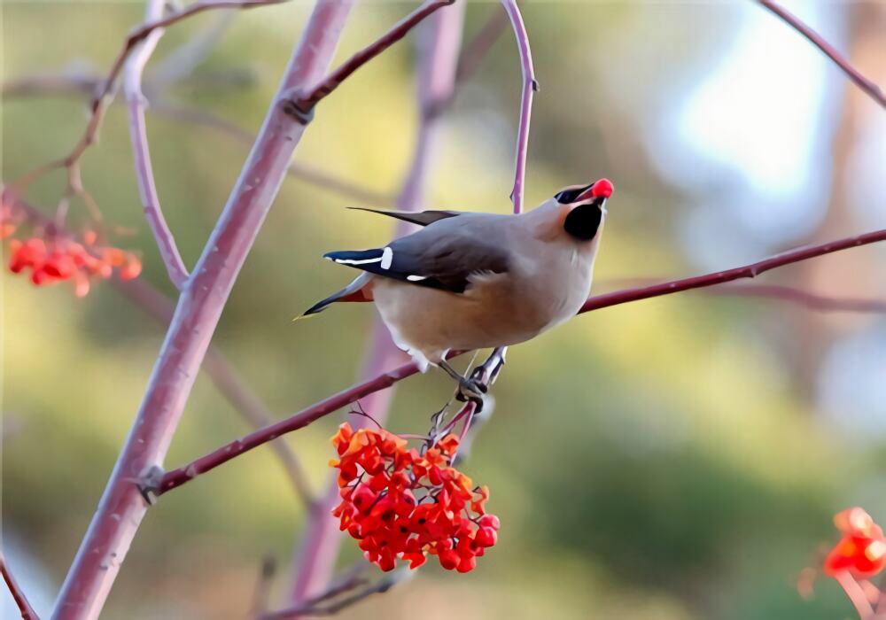 太平鸟身份信息