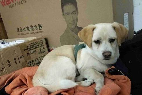 流浪狗冻得瑟瑟发抖,女孩暖心陪伴,路人的话叫人心寒