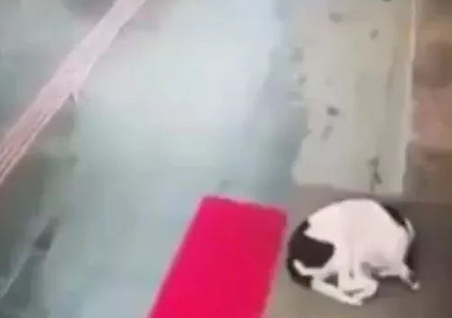 狗狗冷得蜷缩街边,善解人意女子把自身的围脖赠给狗狗防寒保暖,暖化了