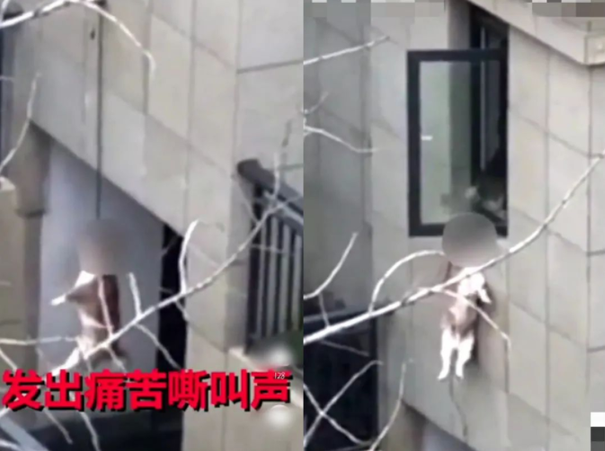 邯郸12岁男孩被4恶犬咬死,这次,“爱狗人士”出来说话了!