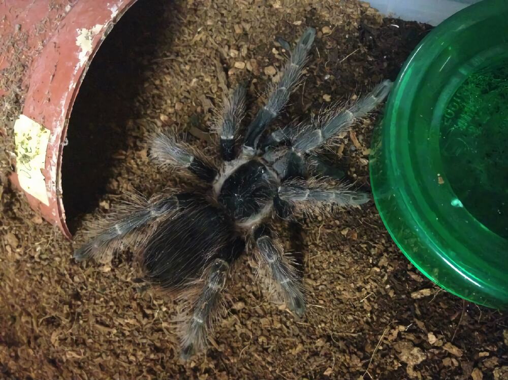 巴西红毛蜘蛛身份信息