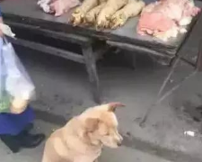 流浪狗每日都到肉摊前坐着,都认为来讨吃的,老板就说:来知恩图报!