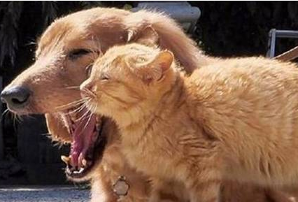 铲屎官遛狗途中偶遇热情大橘,全程粘着狗子,恍若一只“舔狗”猫