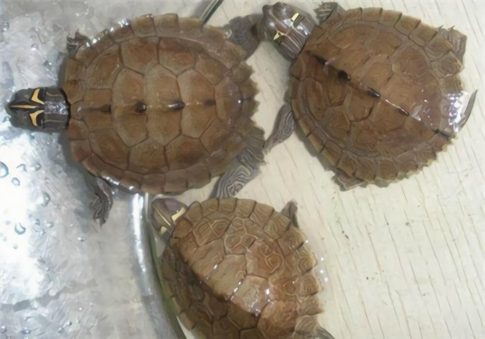 地图龟身份信息