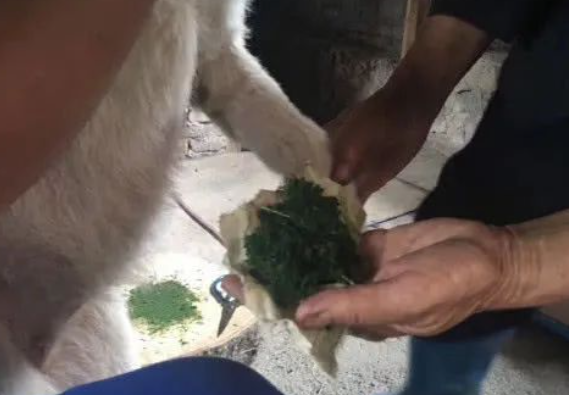蛇咬伤了下司犬,主人亲自给它敷药,网友:下司犬可不一般