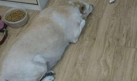 胖狗每次回家都会咬回一堆热狗,好奇的主人偷偷跟踪它出门……