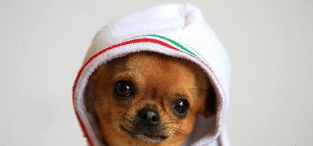 外国男子请中国兽医帮忙剪犬毛发,成果让他觉得太刺激了!