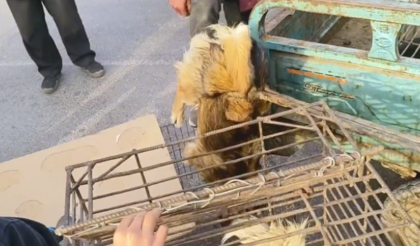 因伤了小孩,9只小土狗全上狗肉车
